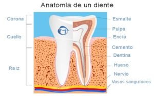 partes de un diente-endodoncia